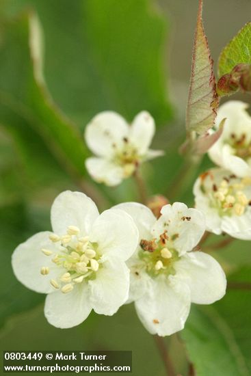 Malus fusca