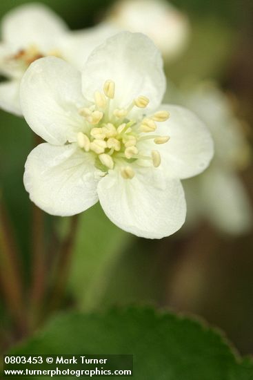 Malus fusca