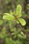 Cascara new spring foliage