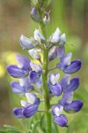 Wyeth's Lupine blossoms