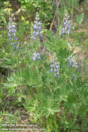 Lupinus wyethii