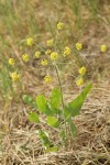 Barestem Desert Parsley
