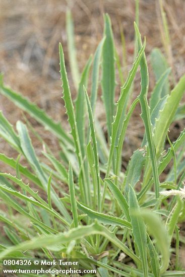 Penstemon eriantherus var. whitedii