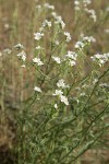 Showy Stickseed