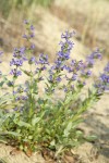 Chelan Penstemon
