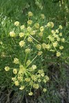 Suksdorf's Desert Parsley
