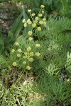 Suksdorf's Desert Parsley
