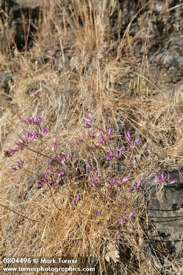 Allium acuminatum