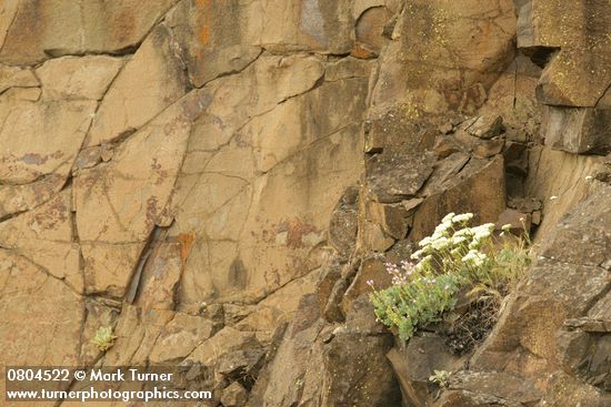 Eriogonum compositum; Penstemon barretiae