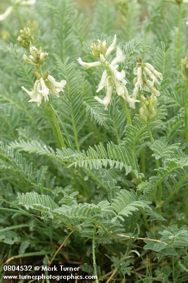 Astragalus reventus