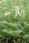 Blue Mountain Milkvetch