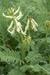 Blue Mountain Milkvetch
