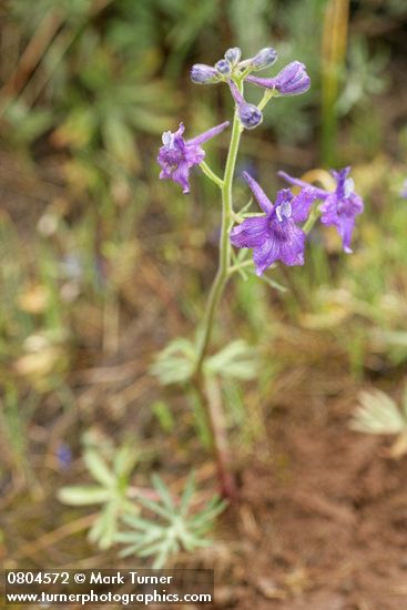 Delphinium nuttallianum