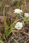Brandegee's Onion
