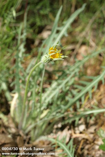 Agoseris retrorsa