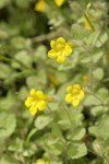 Purple-stemmed Monkeyflower