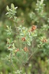 Sweet Gale male blossoms & foliage