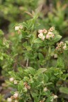 Bog Bilberry