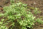 Bog Bilberry
