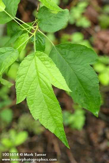 Malus fusca