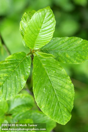 Frangula purshiana