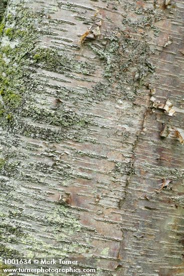 Betula papyrifera