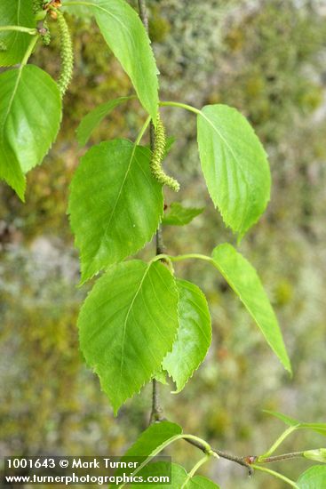 Betula papyrifera