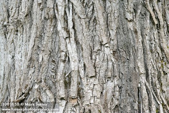Populus trichocarpa