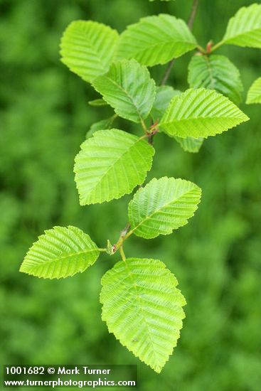 Alnus rubra
