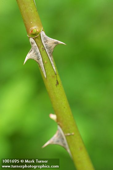 Rosa nutkana