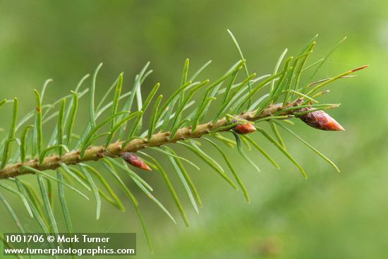 Pseudotsuga menziesii
