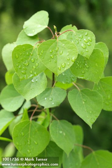 Populus tremuloides