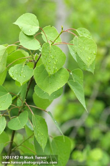 Populus tremuloides