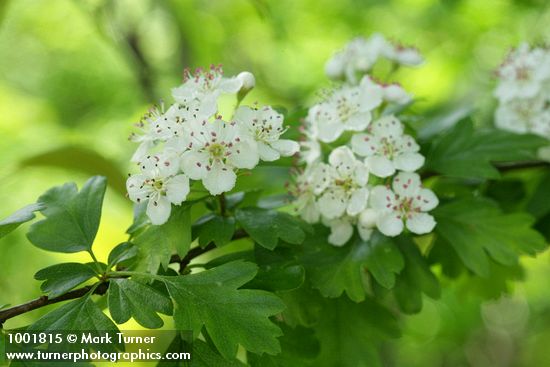 Crataegus monogyna