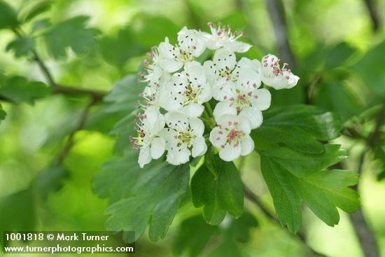 Crataegus monogyna