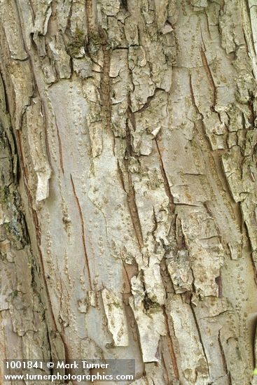 Malus fusca