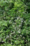 Trailing Blackberry