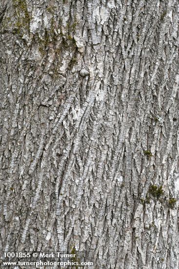 Acer macrophyllum