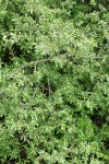 Sitka Willow