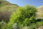Boxelder