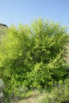 Boxelder
