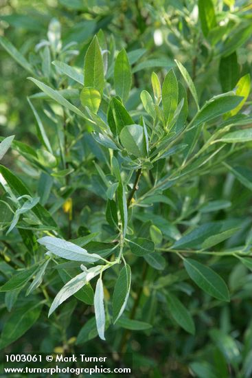 Salix sp.