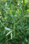 Willow foliage