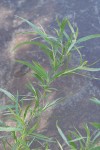 Coyote (Narrowleaf) Willow foliage w/ male ament