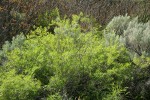 Coyote (Narrowleaf) Willow