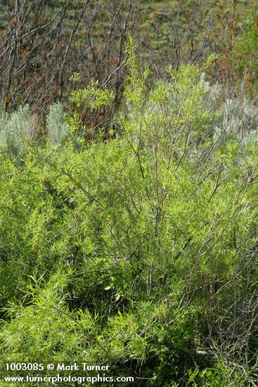 Salix exigua