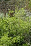 Coyote (Narrowleaf) Willow
