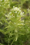 Yellowhair Paintbrush bracts & blossoms