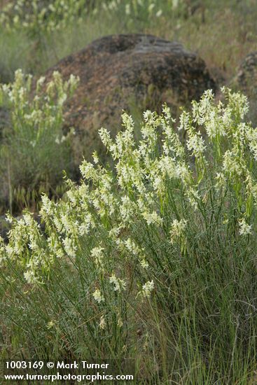 Astragalus filipes