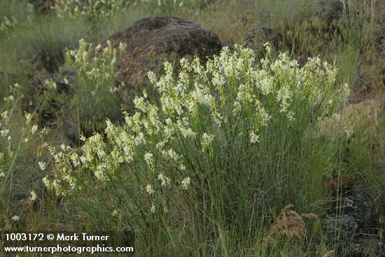 Astragalus filipes